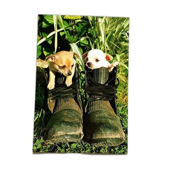 Kiwi Other - Pups in Boots Chihuahua Dog Postcard New Zealand Unposted VB466